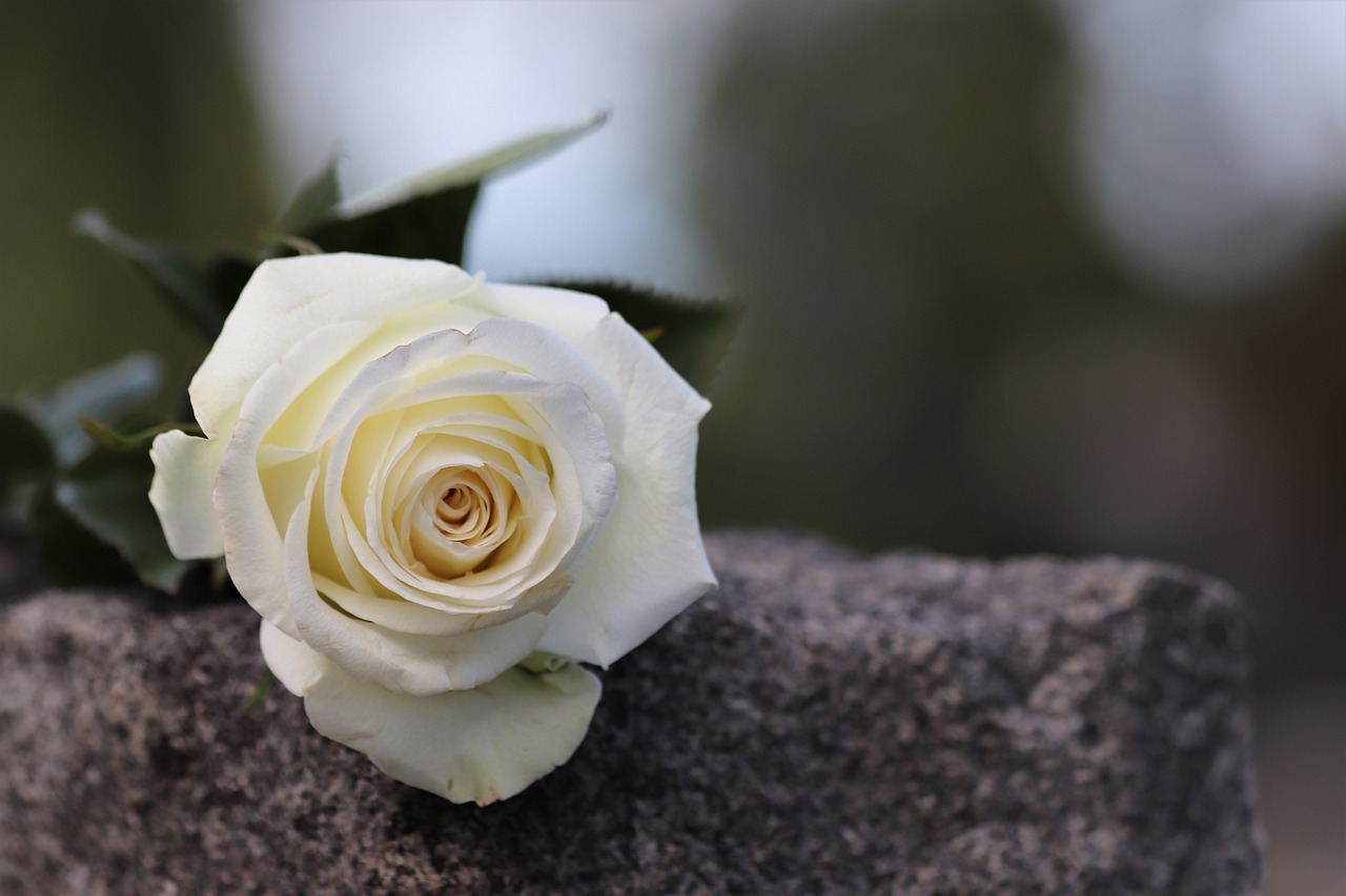 white rose, grey marble, purity symbol